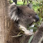  Powell Koala, Cleland Wildlife Park, SA.7